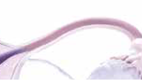 fallopianTubes