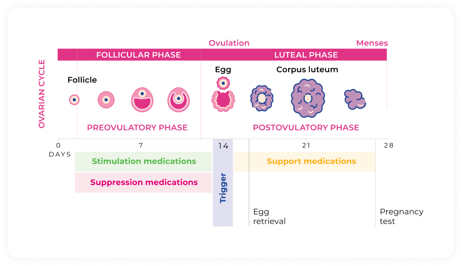 fresh-cycle-medication