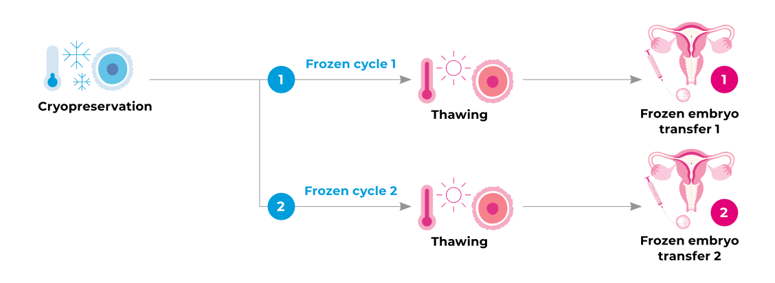 frozen-cycle