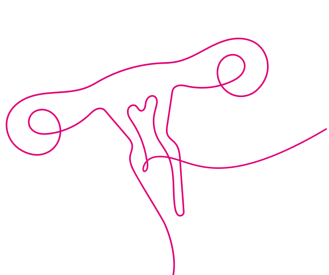 Line art drawing of ovaries