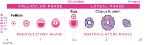 Chart showing menstrual cycles and fertility