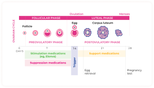 Ovulation phases diagram