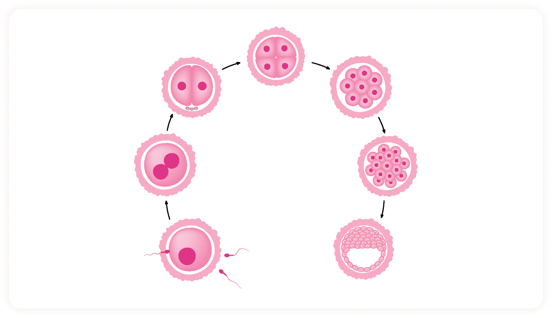 Embryo development